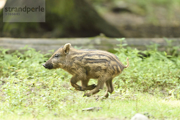 Wildschwein-Frischling im Wald