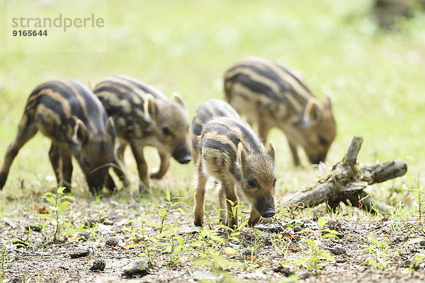 Wildschwein-Frischlinge im Wald