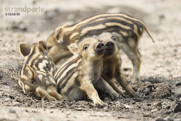 Wildschwein-Frischlinge im Wald