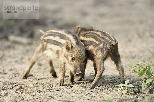 Wildschwein-Frischlinge im Wald