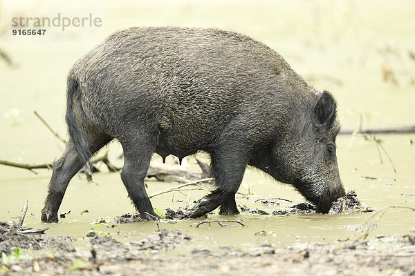 Wildschwein in einem Sumpf