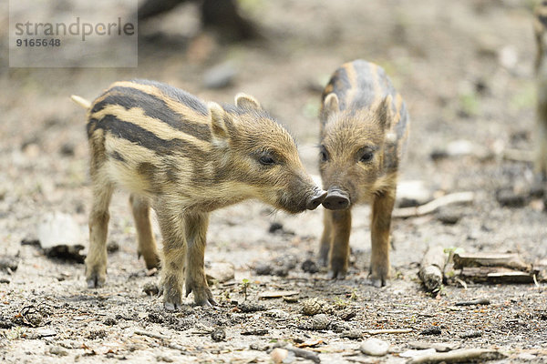 Wildschwein-Frischlinge im Wald