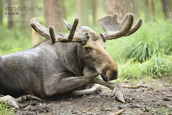 Elchbulle liegt in einem Wald