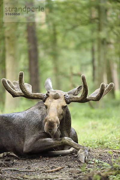 Elchbulle liegt in einem Wald