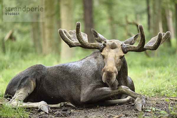 Elchbulle liegt in einem Wald