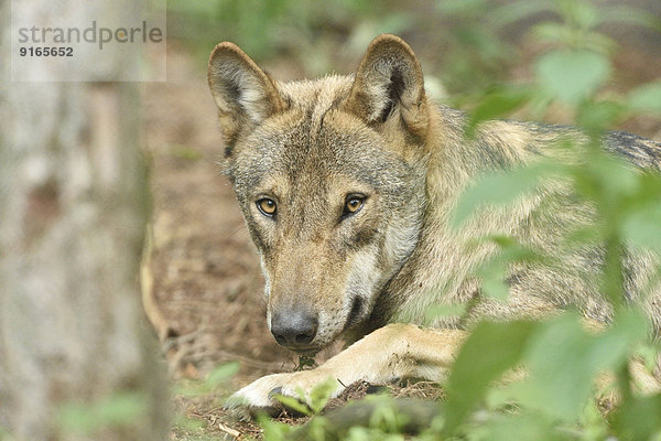 Europäischer Wolf liegt in einem Wald