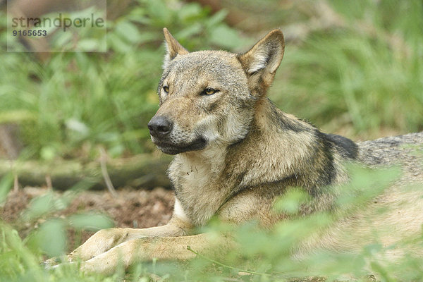 Europäischer Wolf liegt in einem Wald