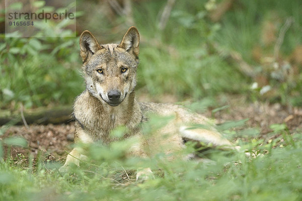 Europäischer Wolf liegt in einem Wald