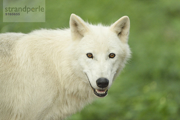 Polarwolf in einem Wald