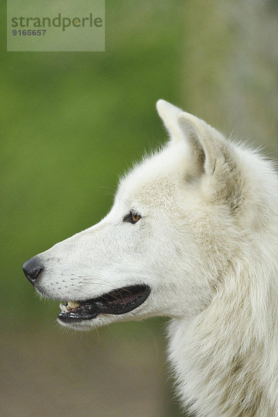 Polarwolf in einem Wald