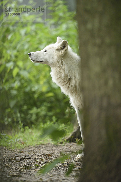 Polarwolf in einem Wald