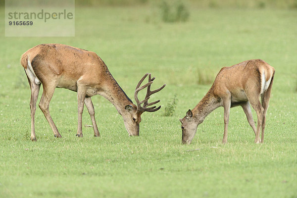 Männlicher und weiblicher Rothirsch auf einer Wiese