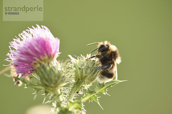 Helle Erdhummel auf einer Acker-Kratzdistel