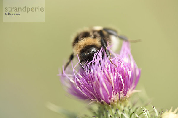 Helle Erdhummel auf einer Acker-Kratzdistel