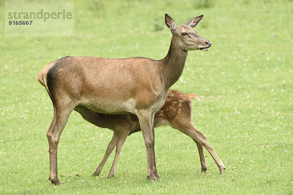 Rothirsch-Mutter mit Jungtier auf einer Wiese