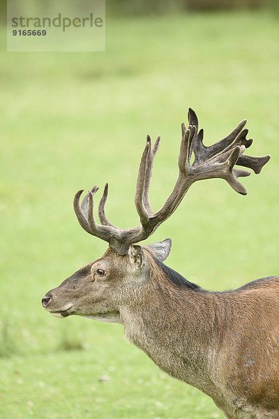 Männlicher Rothirsch auf einer Wiese