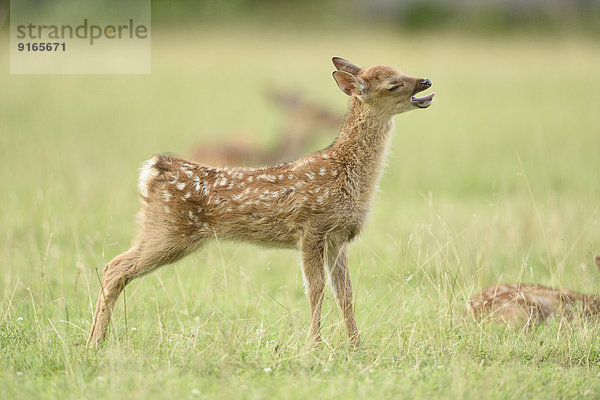 Junger Sikahirsch auf einer Wiese