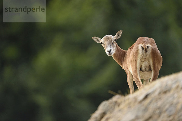 Mufflon auf ein em Felsen