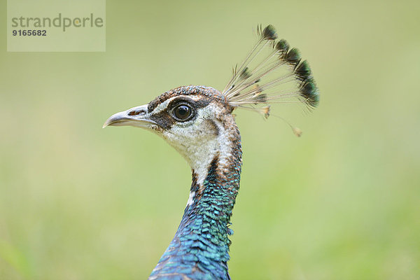 Blauer Pfau