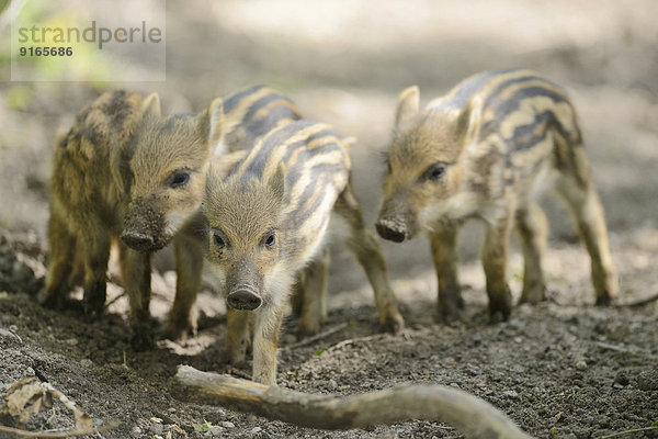 Wildschwein-Frischlinge im Wald