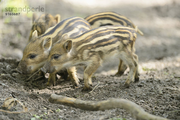 Wildschwein-Frischlinge im Wald