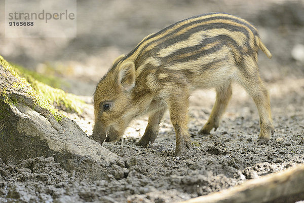 Wildschwein-Frischling im Wald