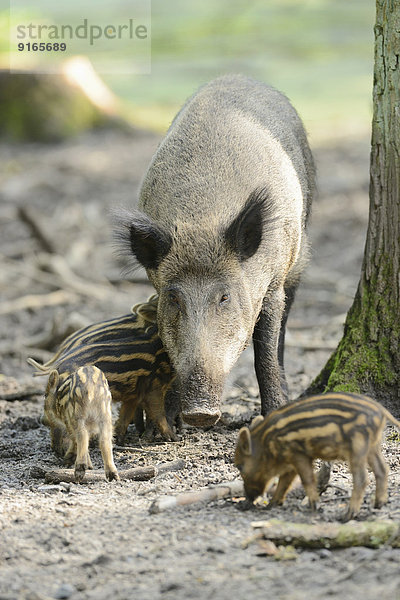 Wildschwein-Frischlinge mit ihrer Mutter im Wald