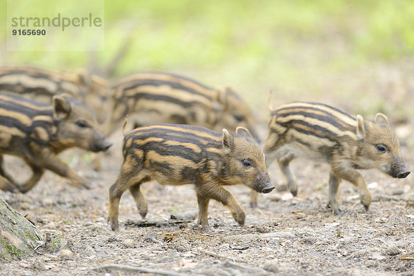 Wildschwein-Frischlinge im Wald