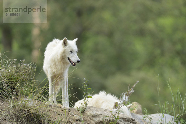 Polarwolf in einem Wald