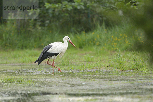 Weißstorch im Wasser