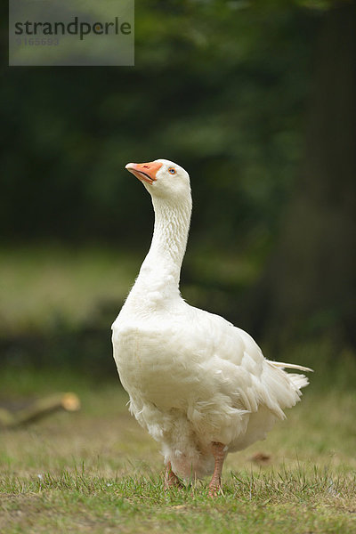 Hausgans auf einer Wiese