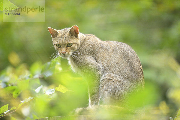 Europäische Wildkatze