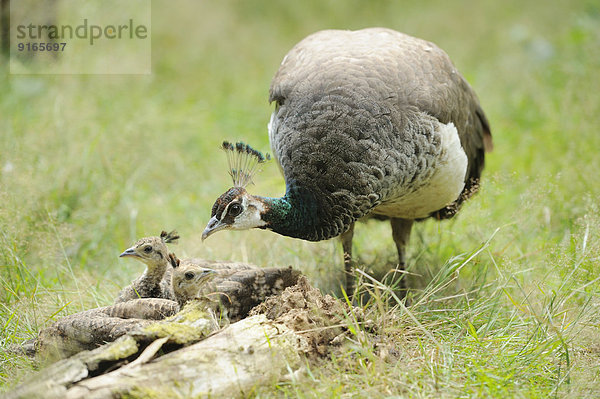 Blauer Pfau  Mutter mit Küken