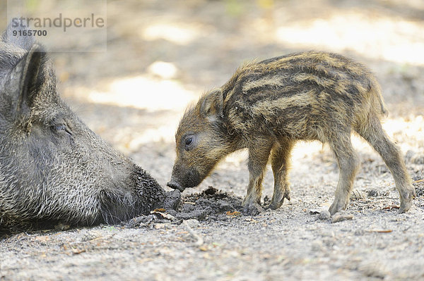 Wildschwein-Frischling mit seiner Mutter im Wald