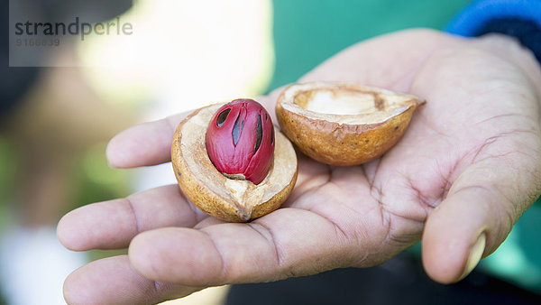 Close up of hand holding split nutmeg