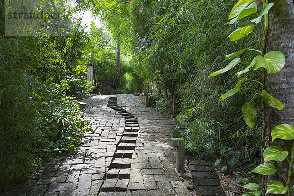 Stone steps in tropical garden