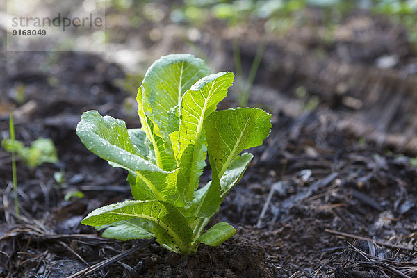 Close up of vegetable plant growing in dirt