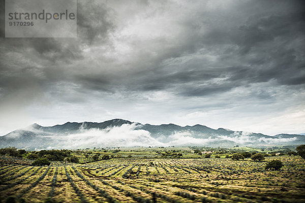 Rural crop fields under cloudy sky