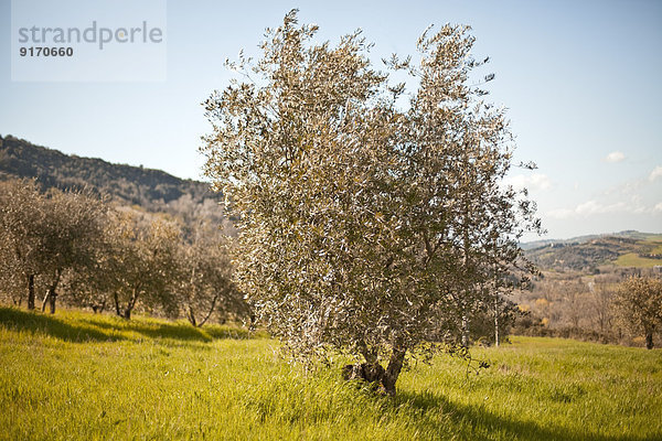 Italy  Tuscany  Volterra  olive tree on meadow