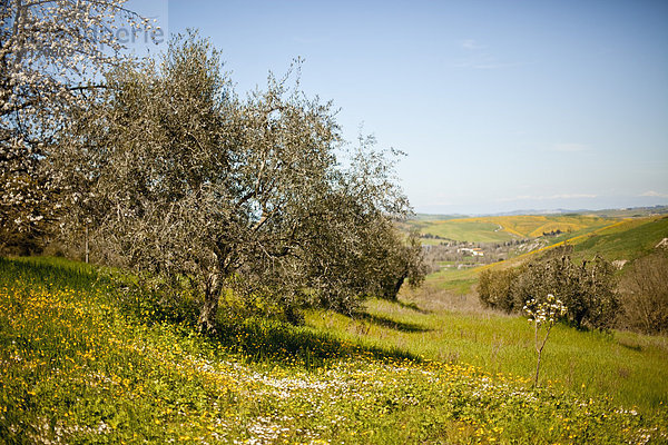 Italy  Tuscany  Volterra  olive tree on meadow
