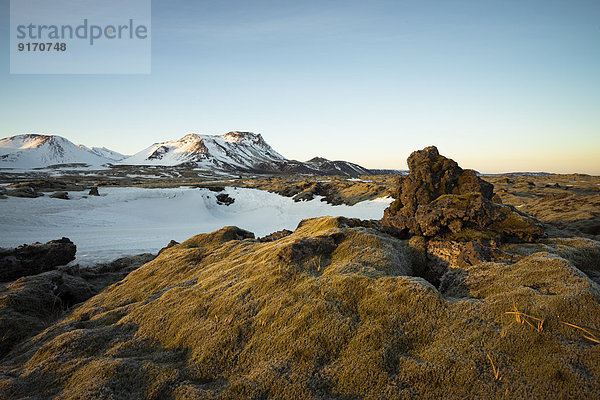 Iceland  Field of lava overgrown by moss near Dyrholaey