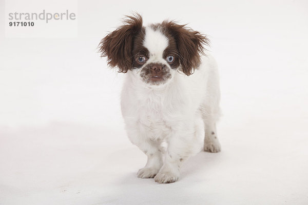 Portrait of mongrel puppy standing in front of white background