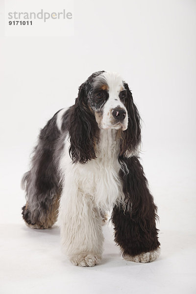 Portrait of American Cocker Spaniel standing in front of white background