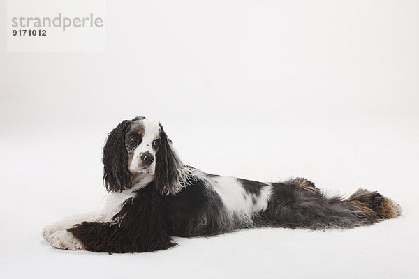 American Cocker Spaniel lying in front of white background
