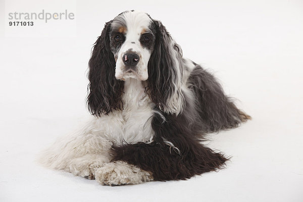 Portrait of American Cocker Spaniel lying in front of white background