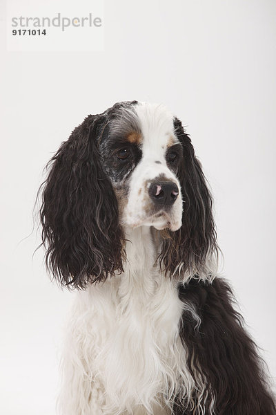 Portrait of American Cocker Spaniel in front of white background