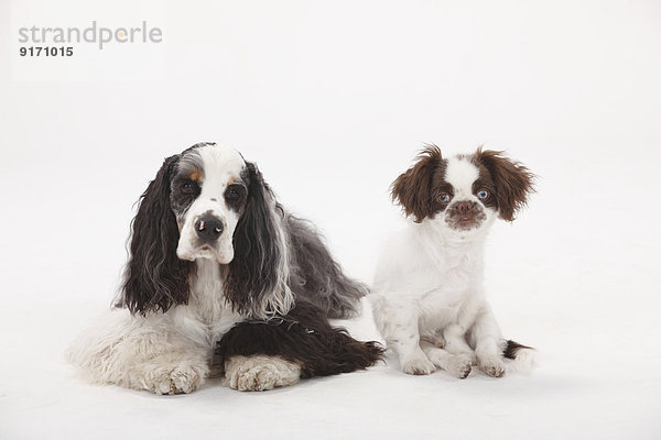 Portrait of American Cocker Spaniel and mongrel puppy side by side in front of white background