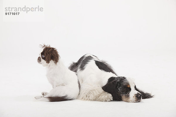American Cocker Spaniel and mongrel puppy side by side in front of white background