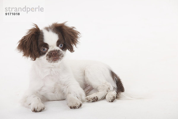 Portrait of mongrel puppy lying in front of white background