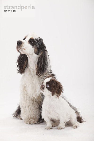 Portrait of American Cocker Spaniel and mongrel puppy in front of white background
